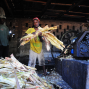 Homme travaillant guildive en Haiti