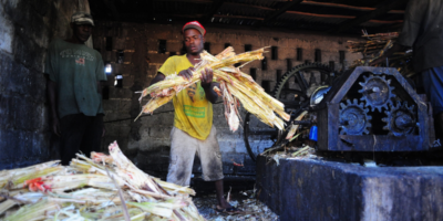 Homme travaillant guildive en Haiti