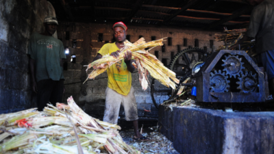 Homme travaillant guildive en Haiti