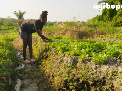 AyiboLab, cultivatrice Haiti