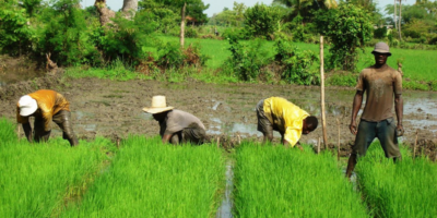 Artibonite, des agriculteurs