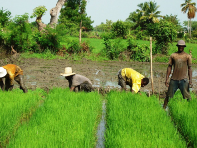 Artibonite, des agriculteurs