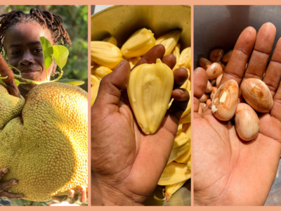 Jaca, haiti, jacquier