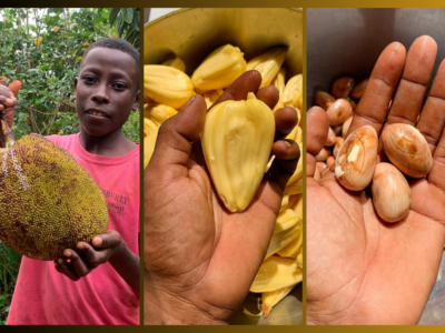 Jaca, haiti, grand'anse