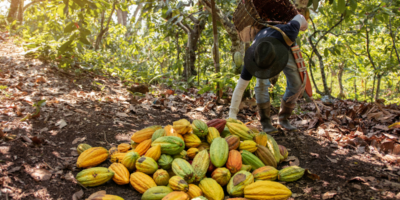 cacao